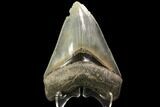 Serrated, Fossil Megalodon Tooth - Gorgeous Enamel #78209-2
